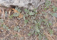 Psephellus leucophyllus