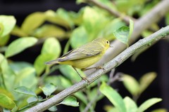 Setophaga petechia