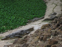 Crocodylus suchus