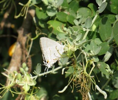 Hypolycaena philippus