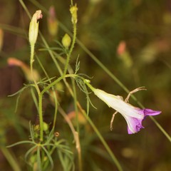 Ipomoea ternifolia