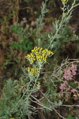 Ajania fastigiata