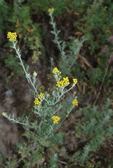 Ajania fastigiata