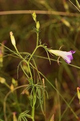 Ipomoea ternifolia