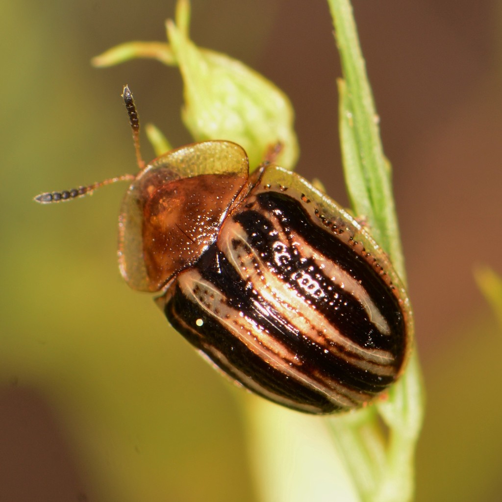 Two-banded Tortoise Beetle