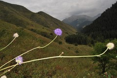 Dipsacus dipsacoides