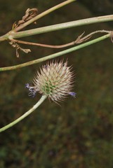 Dipsacus dipsacoides
