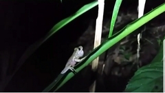 Ptychohyla euthysanota