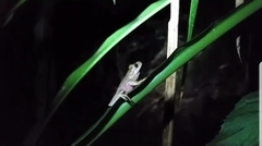 Ptychohyla euthysanota