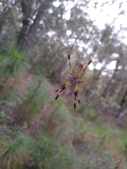 Trichonephila clavipes image