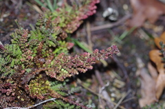 Aceria exigua