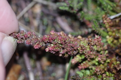 Aceria exigua