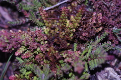 Aceria exigua
