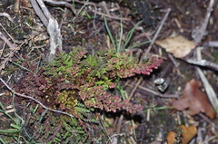 Aceria exigua