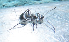Polyrhachis schlueteri