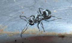Polyrhachis schlueteri