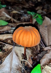 Marasmius rhabarbarinus