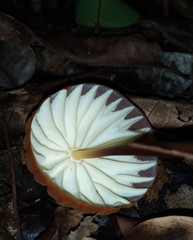 Marasmius rhabarbarinus
