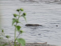 Cyprinus carpio carpio