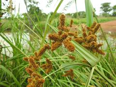Cyperus imbricatus