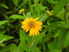 Aspilia mossambicensis