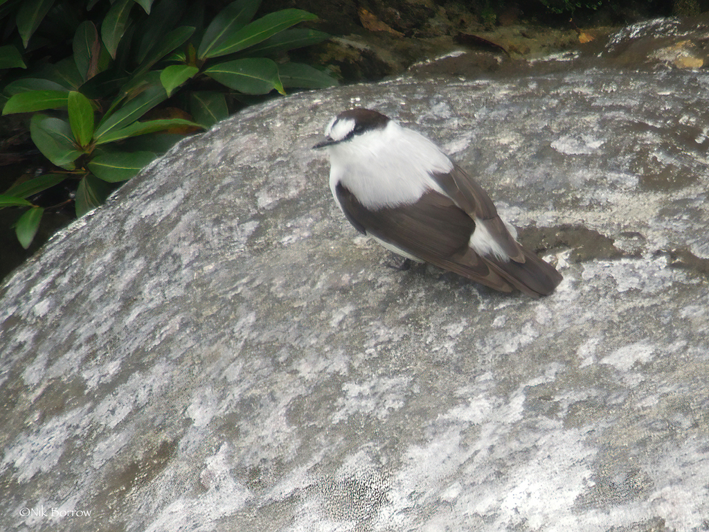 Torrent Flyrobin