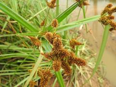 Cyperus imbricatus