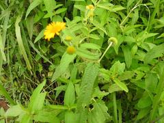 Aspilia mossambicensis