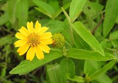 Aspilia mossambicensis