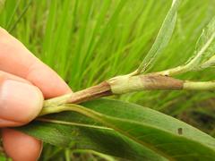 Persicaria madagascariensis