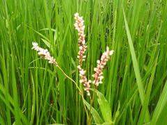 Persicaria madagascariensis