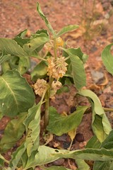 Asclepias nyctaginifolia