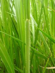 Echinochloa pyramidalis