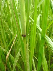 Echinochloa pyramidalis