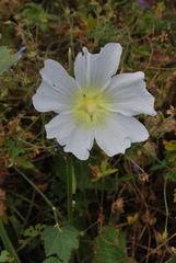 Alcea nudiflora