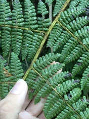 Dryopteris peranema