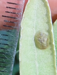 Cassida granulicollis