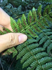 Dryopteris peranema