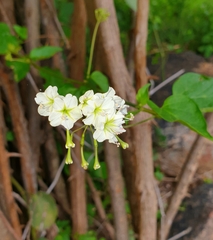 Commicarpus plumbagineus