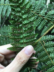 Dryopteris peranema