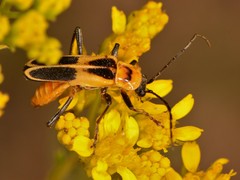 Chauliognathus omissus