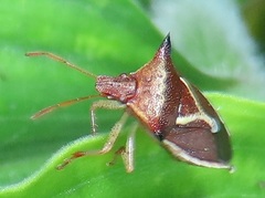 Durmia albidofuscata