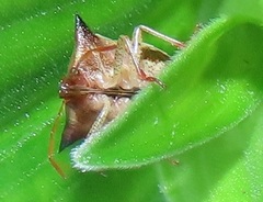 Durmia albidofuscata