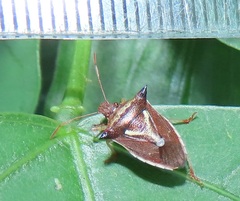 Durmia albidofuscata