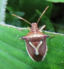 Durmia albidofuscata