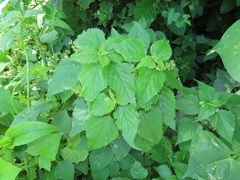 Laportea peduncularis