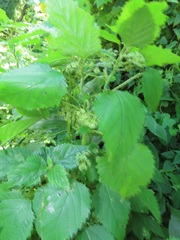 Laportea peduncularis