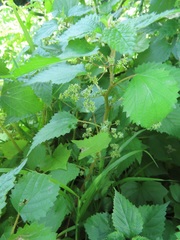 Laportea peduncularis