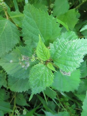 Laportea peduncularis