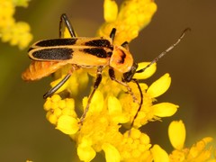 Chauliognathus omissus